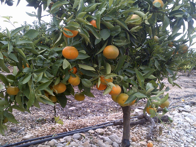 nueva variedad citricos_octubrinas