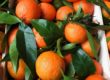 Mandarina con hoja Enrique Romay