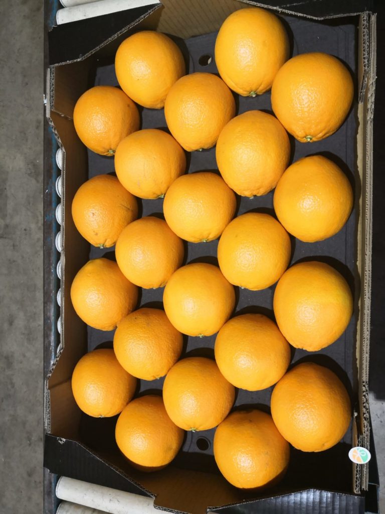 mandarinas híbridas